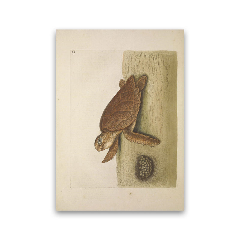Vintage Sea Turtle Art Print by Jason Stanley Print Only