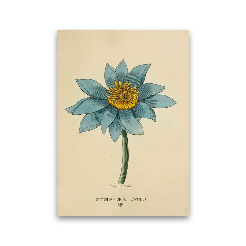 Vintage Lotus Flower Art Print by Jason Stanley Print Only