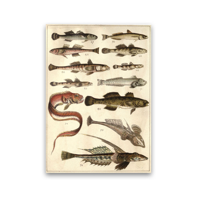 Creatures Of The Sea Art Print by Jason Stanley Print Only