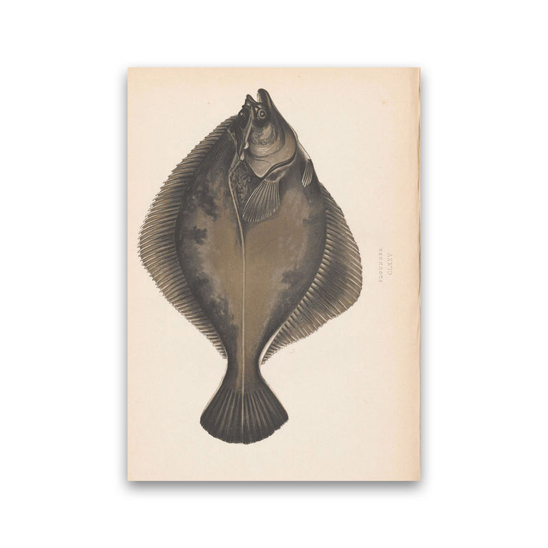 Vintage Flounder Art Print by Jason Stanley Print Only
