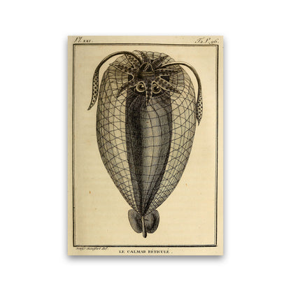 Vintage Squid 4 Art Print by Jason Stanley Print Only