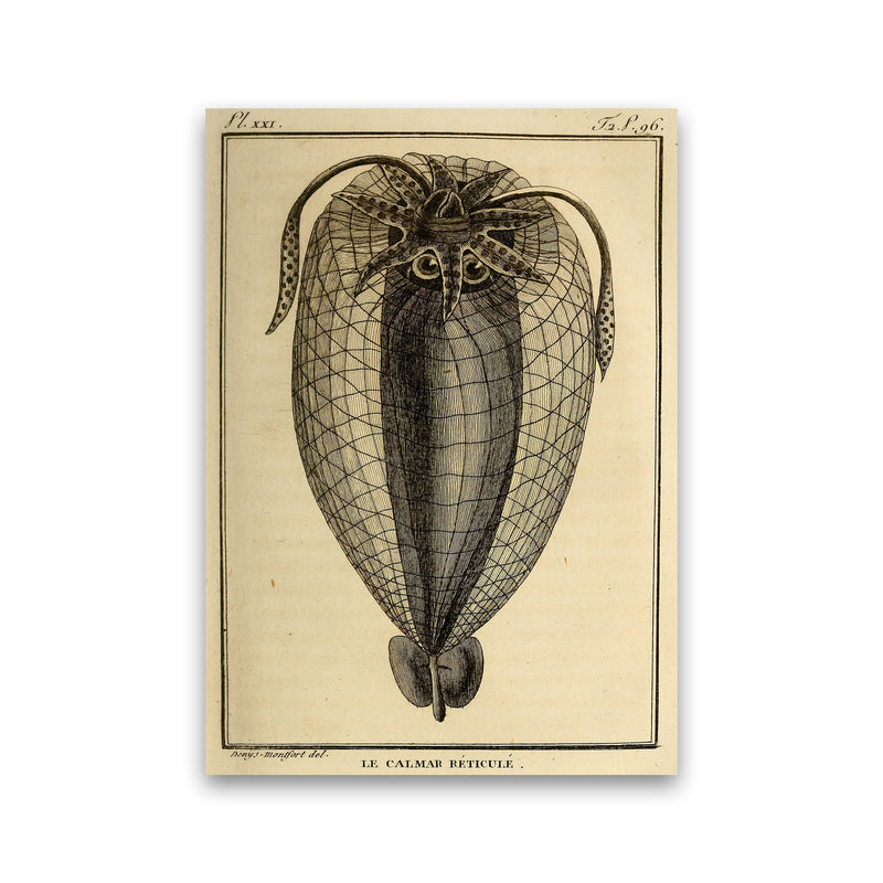 Vintage Squid 4 Art Print by Jason Stanley Print Only