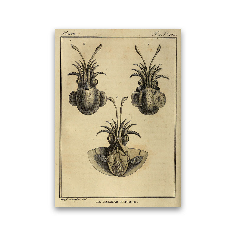 Vintage Squid 3 Art Print by Jason Stanley Print Only