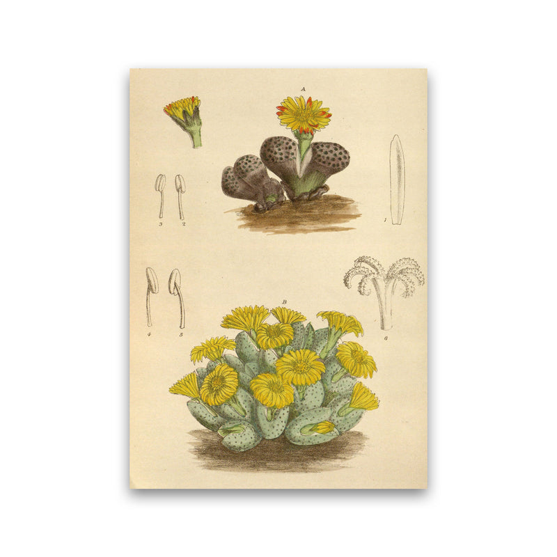 Vintage Cactus III Art Print by Jason Stanley Print Only