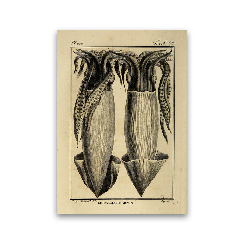 Vintage Squid 5 Art Print by Jason Stanley Print Only