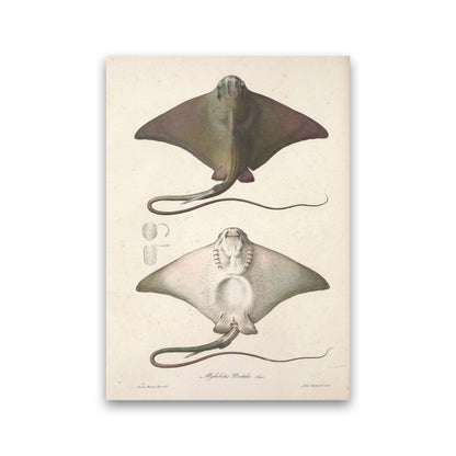Vintage Stingray Art Print by Jason Stanley Print Only