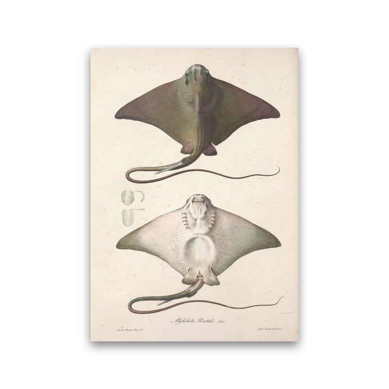 Vintage Stingray Art Print by Jason Stanley Print Only