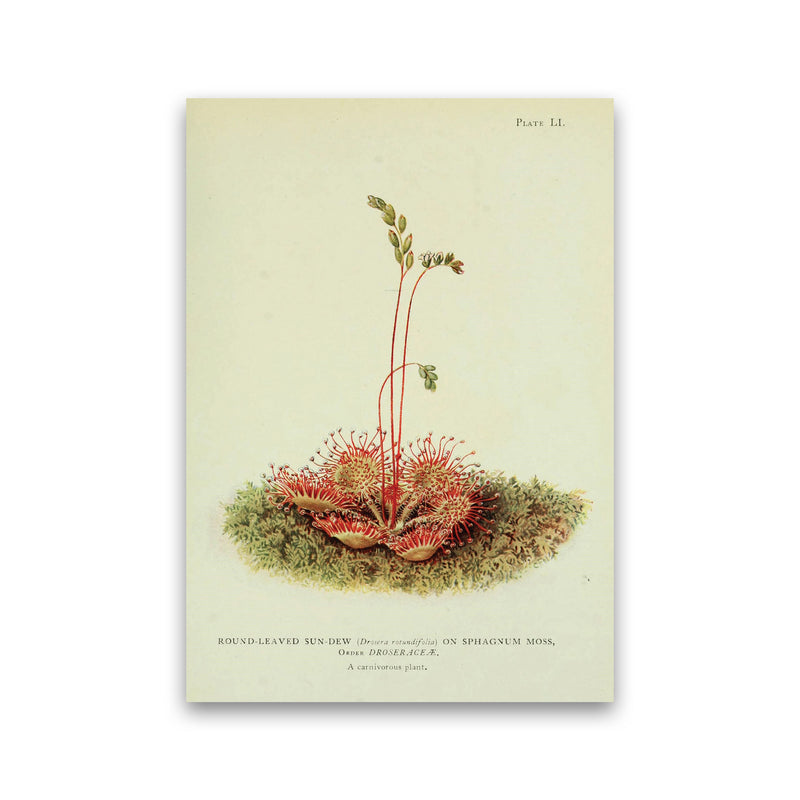 Venus Fly Trap Art Print by Jason Stanley Print Only
