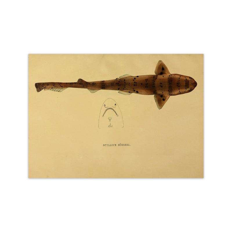 Shark Series 2 Art Print by Jason Stanley Print Only