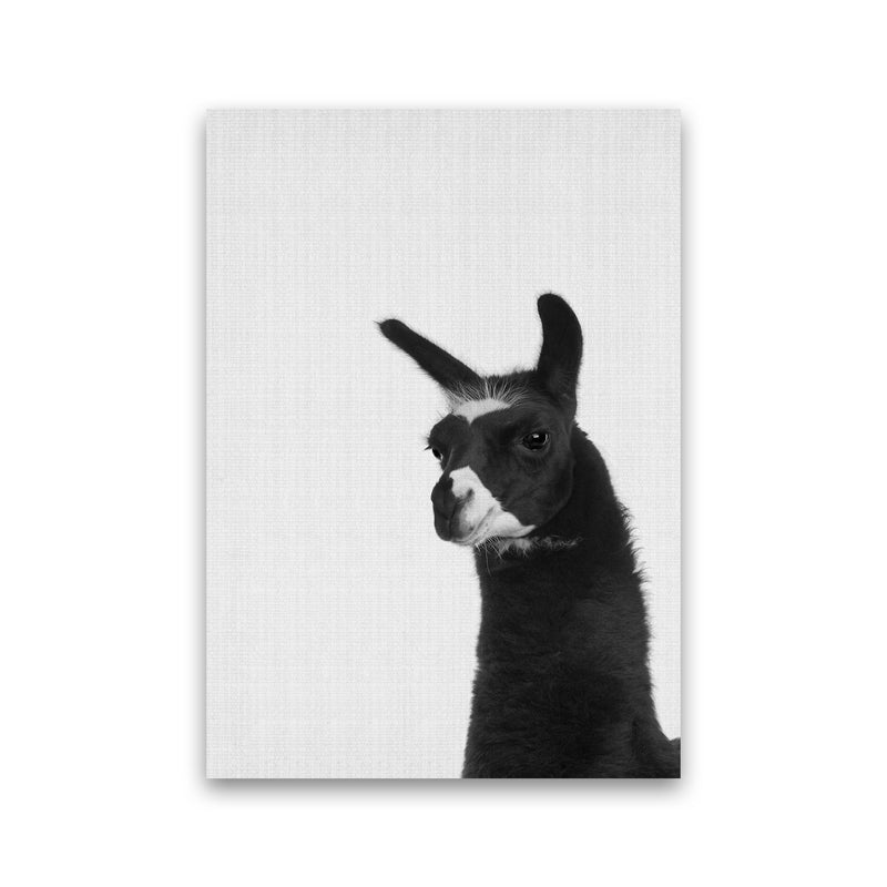 Llama