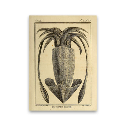 Vintage Squid 2 Art Print by Jason Stanley Print Only
