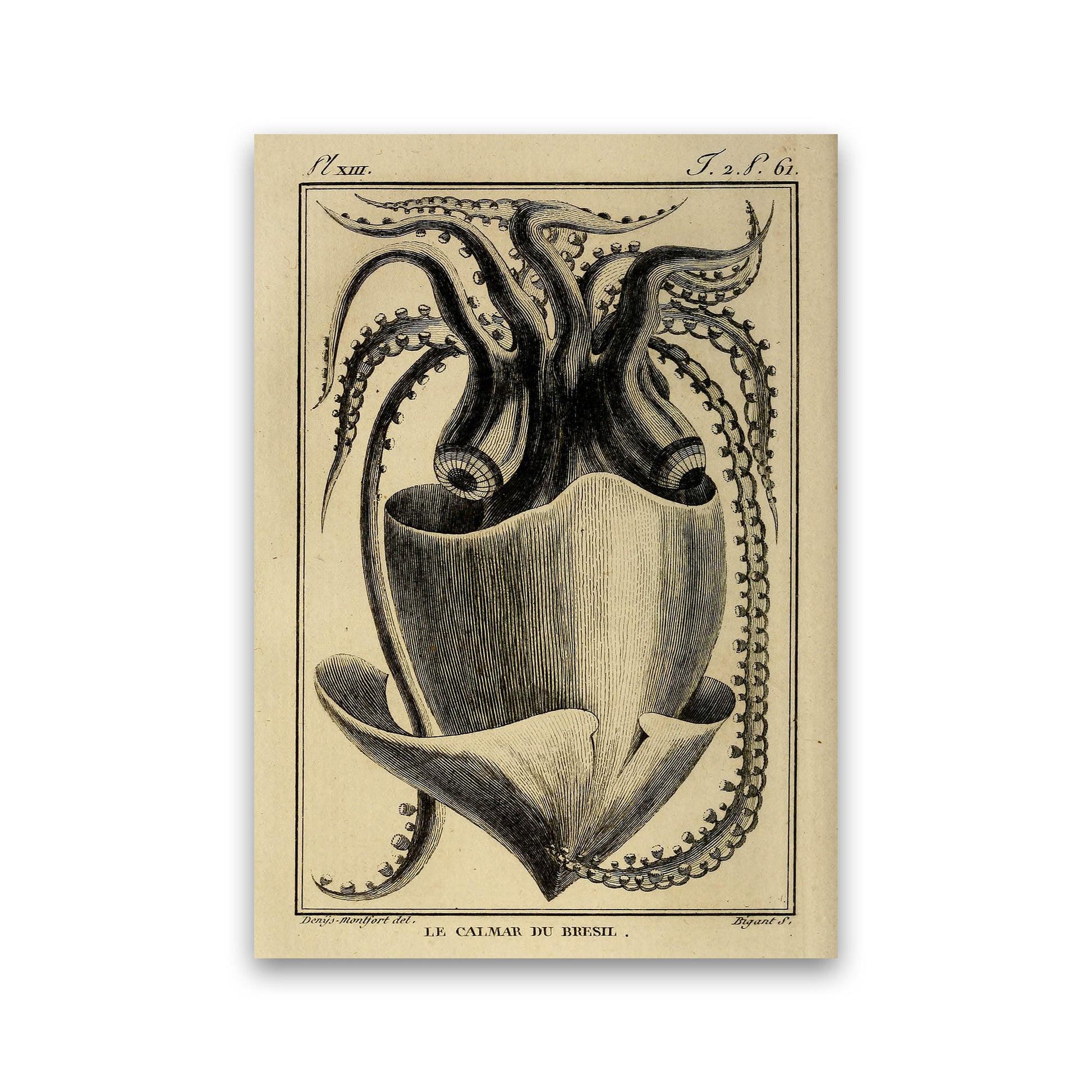 Vintage Squid Art Print by Jason Stanley Print Only