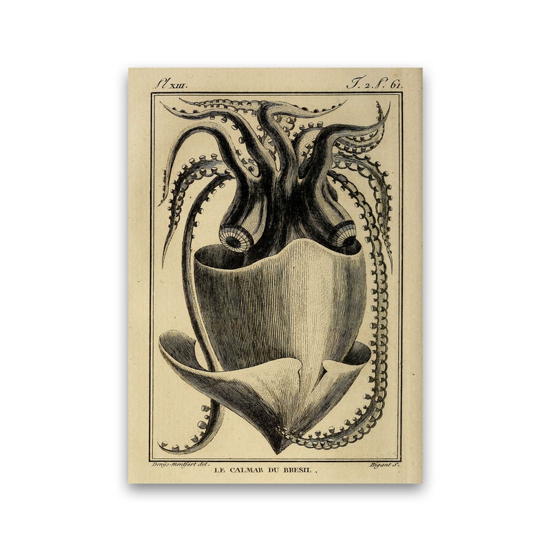 Vintage Squid Art Print by Jason Stanley Print Only