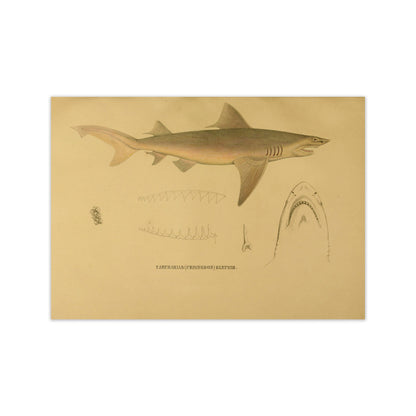 Shark Series 3 Art Print by Jason Stanley Print Only