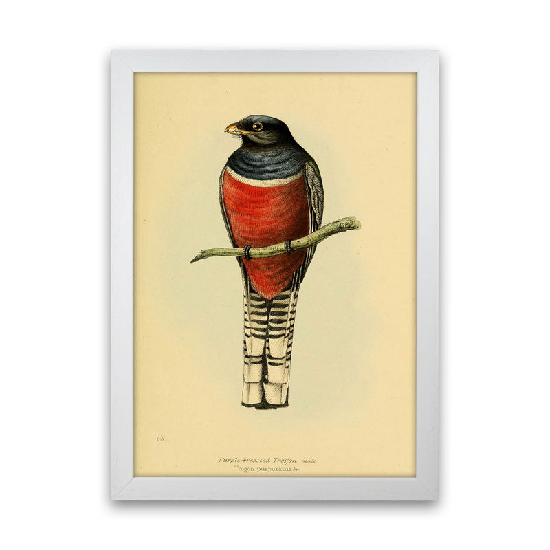 Vintage Purple Breasted Trogon Art Print by Jason Stanley White Grain