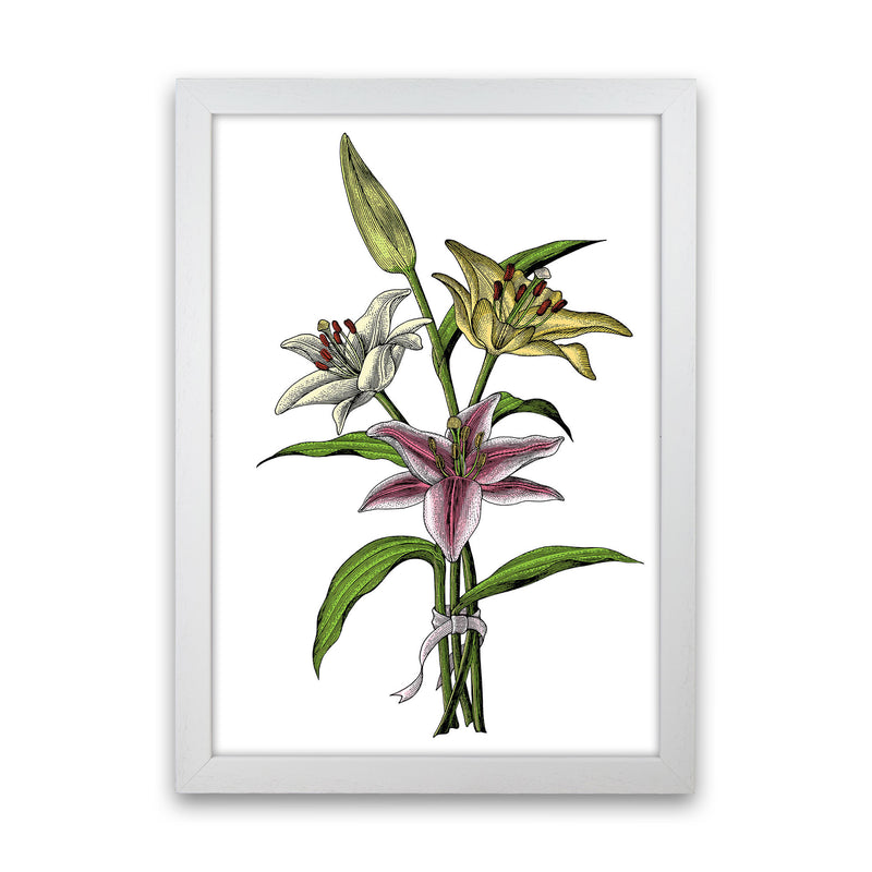 Vintage Lilly Illustration Art Print by Jason Stanley White Grain