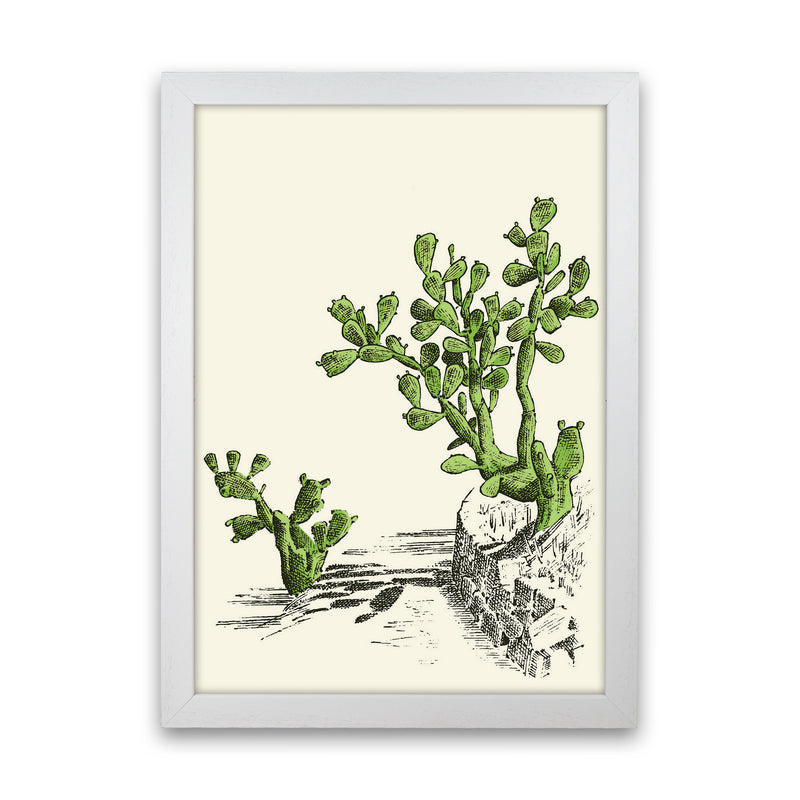Prickly Pear Cactus Art Print by Jason Stanley White Grain