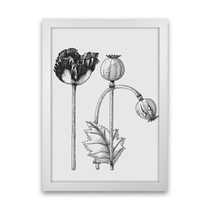 Vintage Poppy Plant Art Print by Jason Stanley White Grain