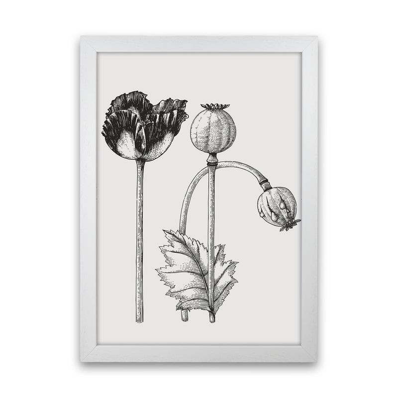 Vintage Poppy Plant Art Print by Jason Stanley White Grain