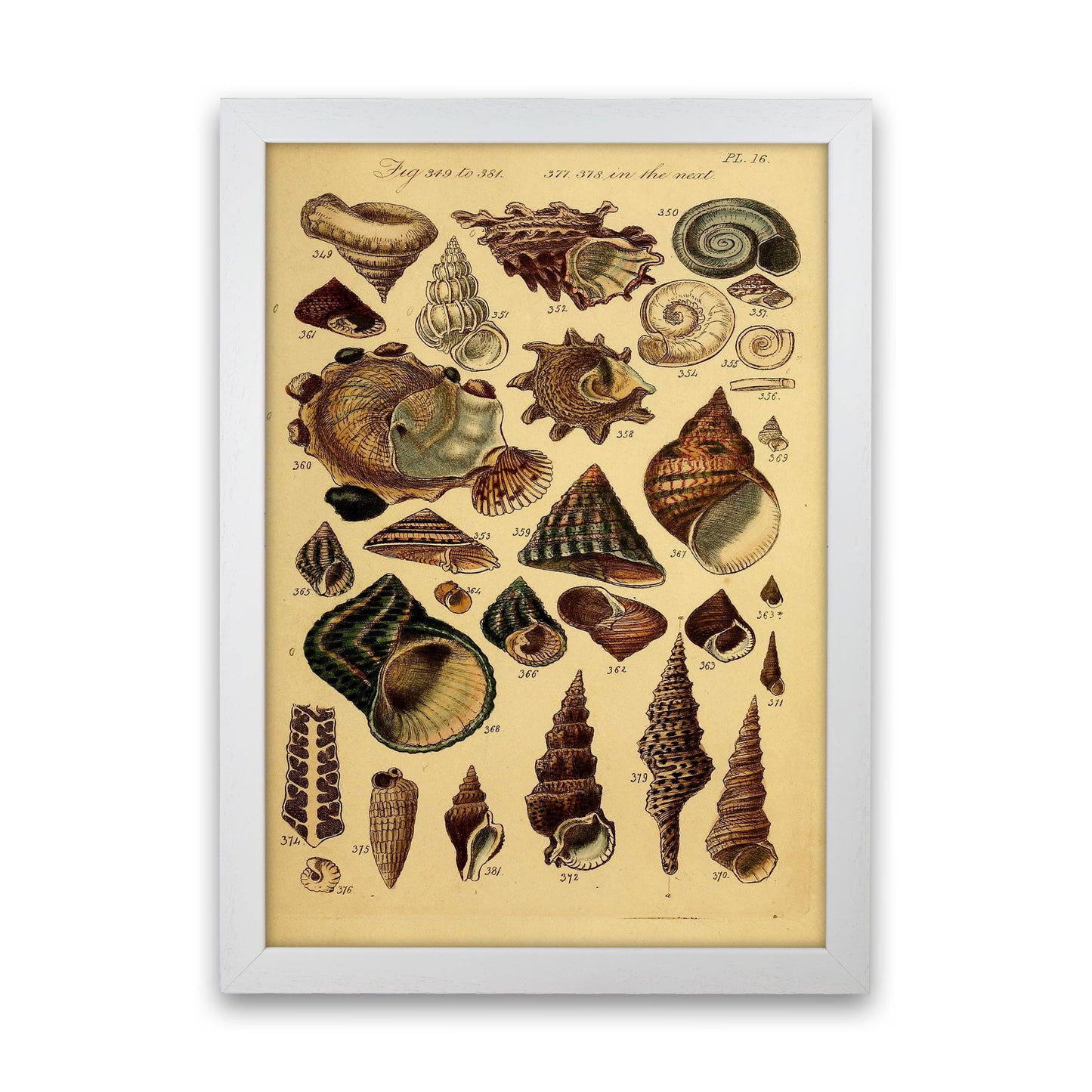 Vintage Shells Art Print by Jason Stanley White Grain