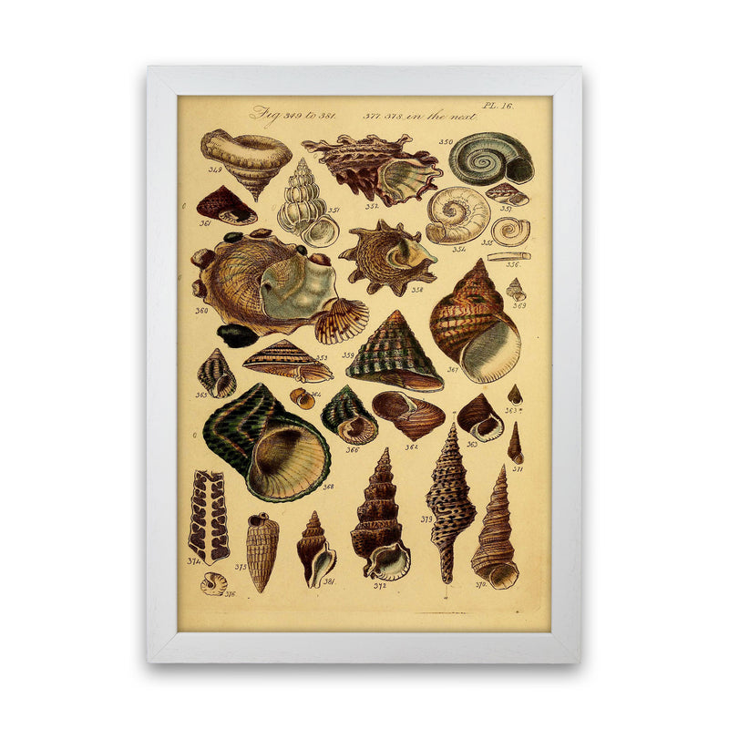 Vintage Shells Art Print by Jason Stanley White Grain