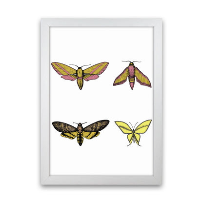 Vintage Moths Art Print by Jason Stanley White Grain
