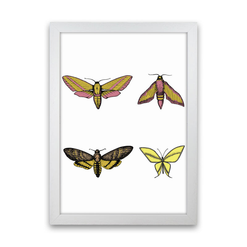 Vintage Moths Art Print by Jason Stanley White Grain