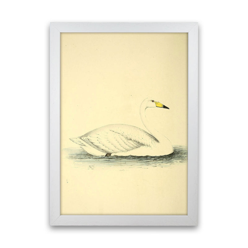 Vintage Swan Art Print by Jason Stanley White Grain