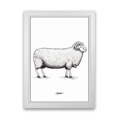 Sheep Art Print by Jason Stanley White Grain