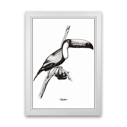 Tucan Art Print by Jason Stanley White Grain