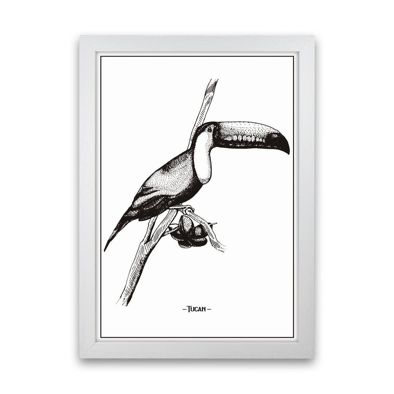 Tucan Art Print by Jason Stanley White Grain