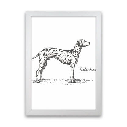 Dalmation Art Print by Jason Stanley White Grain