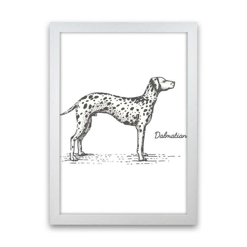 Dalmation Art Print by Jason Stanley White Grain