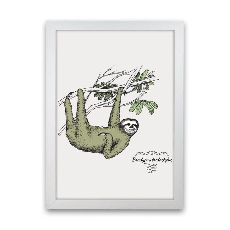 Sloth Art Print by Jason Stanley White Grain