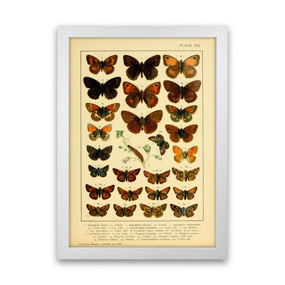 Vintage Butterfly Illustration #2 Art Print by Jason Stanley White Grain