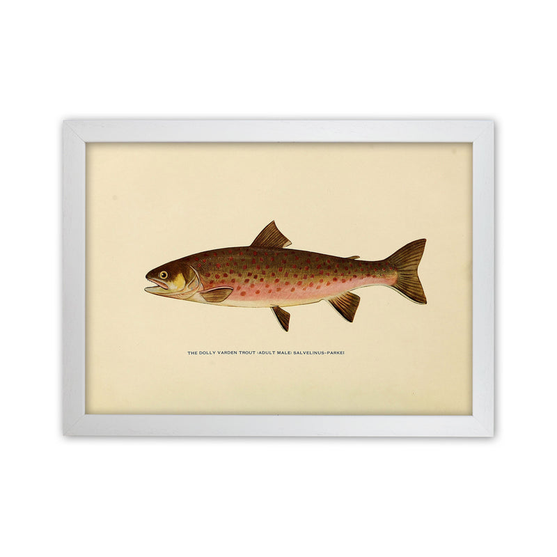 Dolly Varden Trout Illustration Art Print by Jason Stanley White Grain