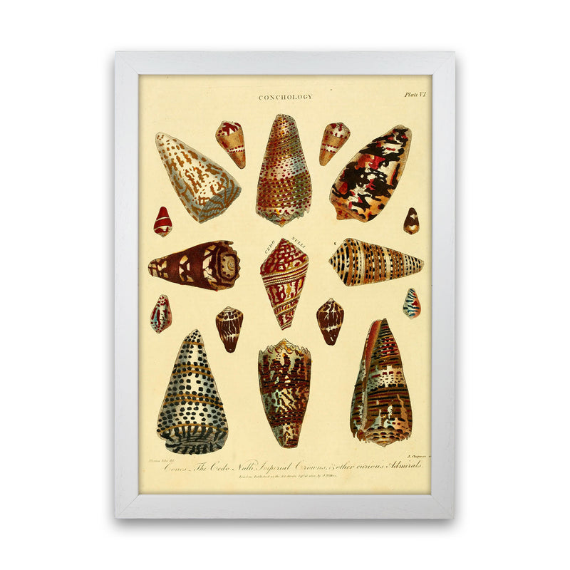 Conchology Illustration 2 Art Print by Jason Stanley White Grain