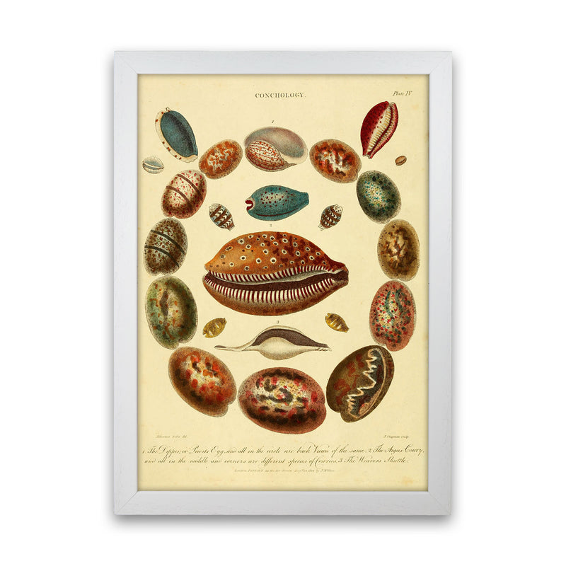 Conchology Illustration Art Print by Jason Stanley White Grain