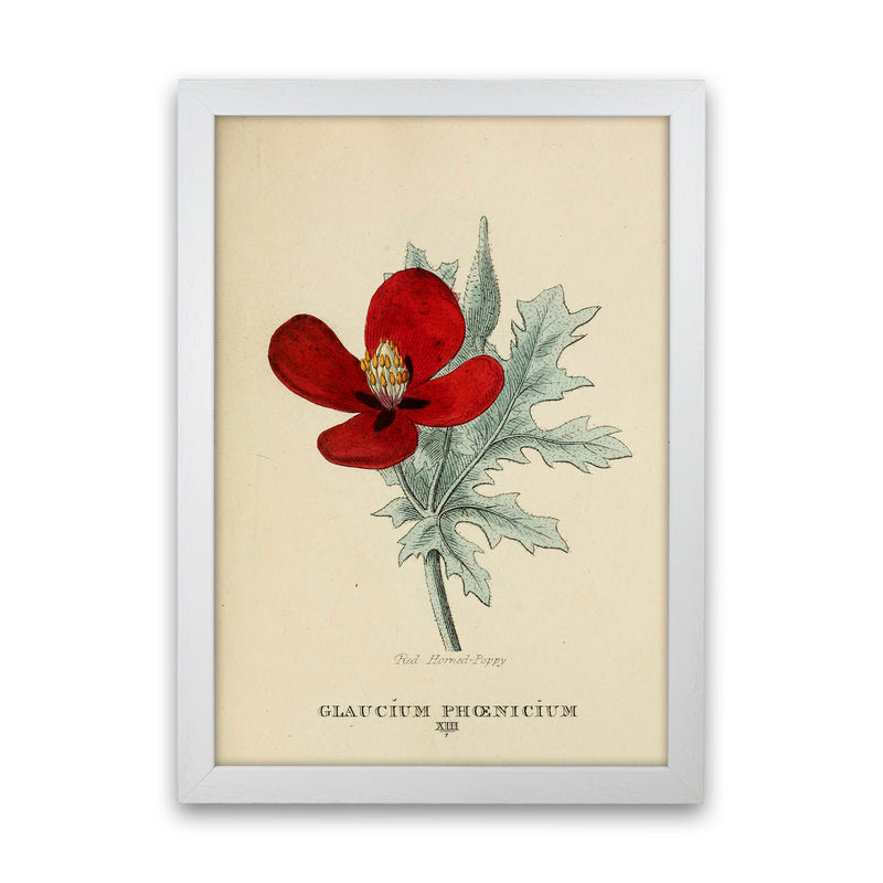 Vintage Flower Series 2 Art Print by Jason Stanley White Grain