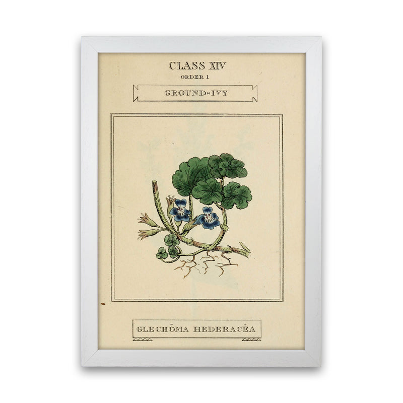 Vintage Flower Series 8 Art Print by Jason Stanley White Grain