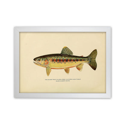 Golden Trout Illustration Art Print by Jason Stanley White Grain