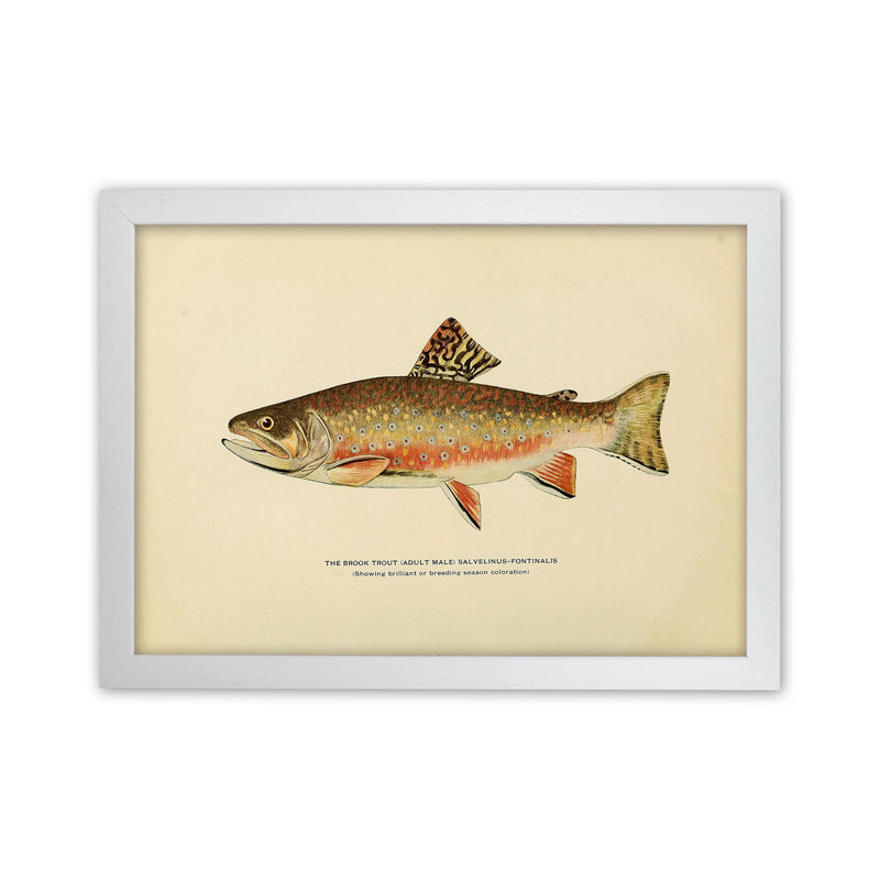 Brook Trout Illustration Art Print by Jason Stanley White Grain