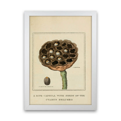 Vintage Flower Series 3 Art Print by Jason Stanley White Grain