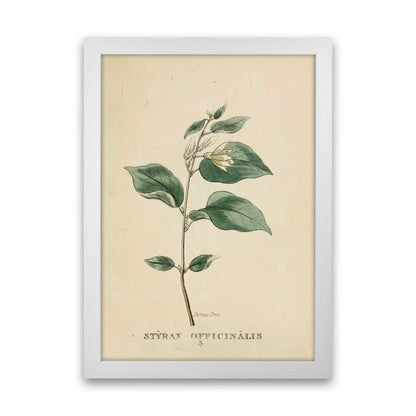 Vintage Flower Series 1 Art Print by Jason Stanley White Grain