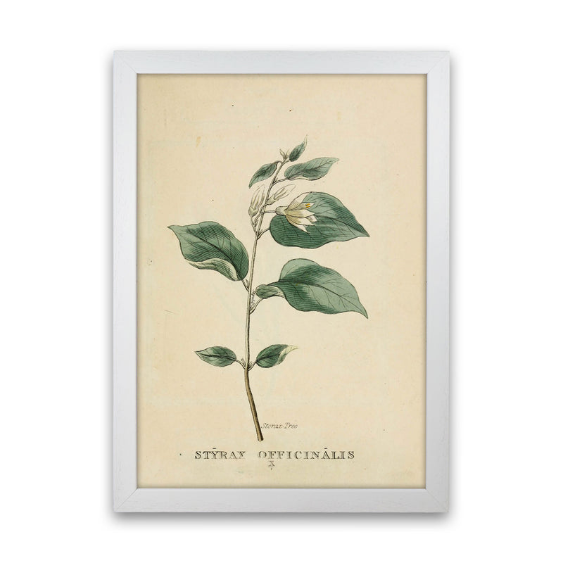 Vintage Flower Series 1 Art Print by Jason Stanley White Grain