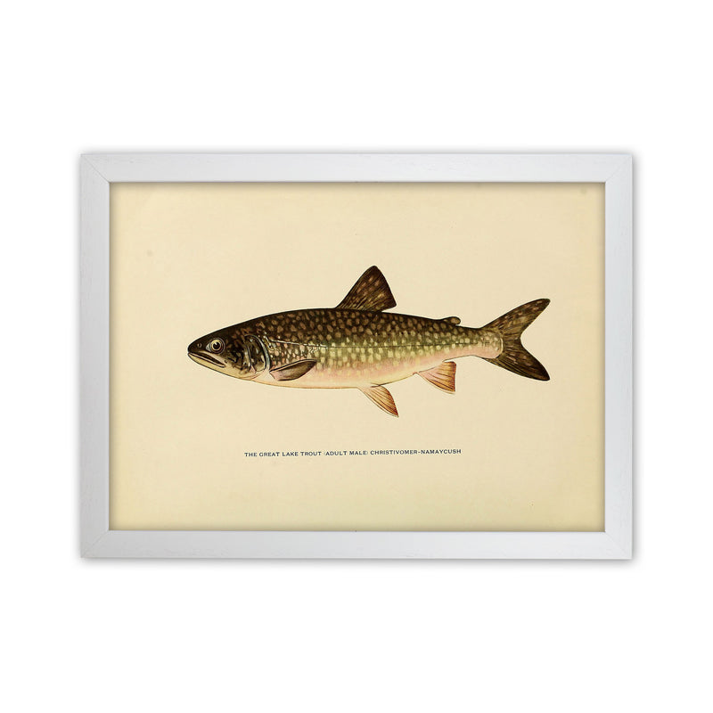 Lake Trout Illustration Art Print by Jason Stanley White Grain