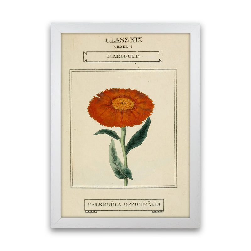 Vintage Flower Series 9 Art Print by Jason Stanley White Grain