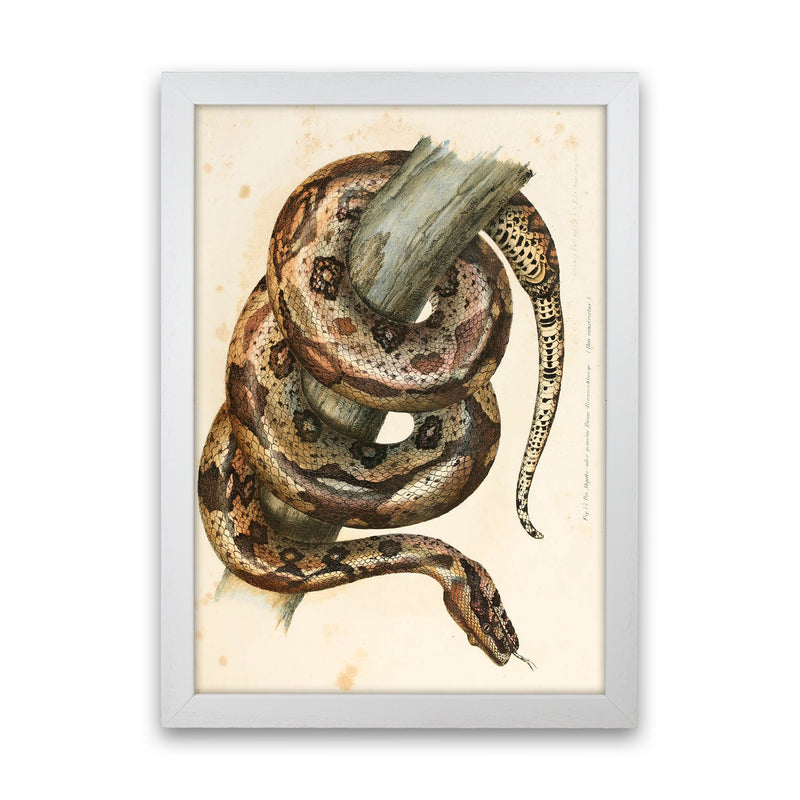 Vintage Snake Illustration Art Print by Jason Stanley White Grain