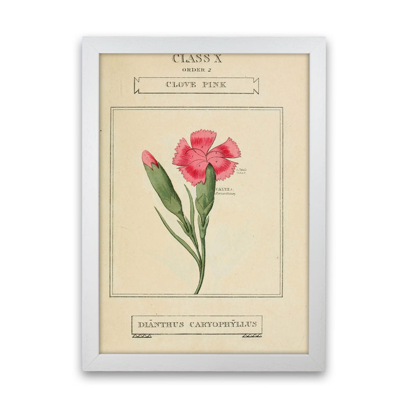 Vintage Flower Series 4 Art Print by Jason Stanley White Grain