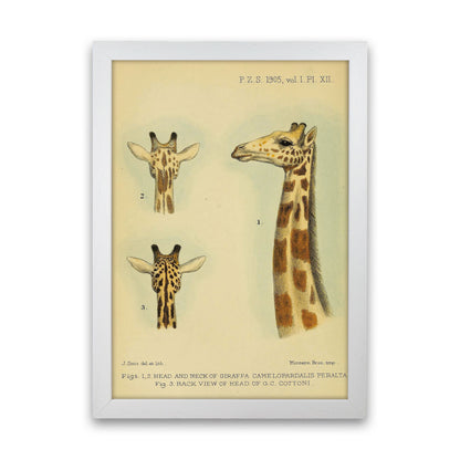 Longest Neck In The Jungle Art Print by Jason Stanley White Grain